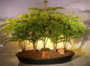 Norfolk Island Pine Bonsai Tree Forest Five Cluste