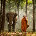 Animal Elephant and Buddist monk in Asian countryside in Thailand