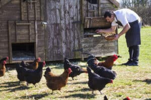 Hens and a rooster. A man in an apron collecting the eggs from a chicken coop.