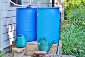 Rain Barrels Brown Tips On Plants