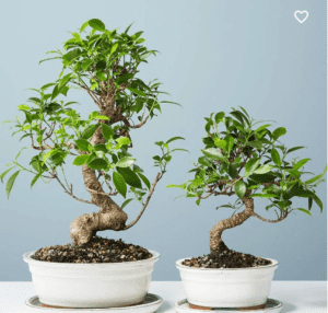 Golden Gate Ficus Bonsai