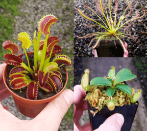 Carnivorous Plant Beginner Collection