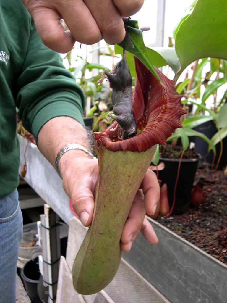 Dead mouse in N. truncata