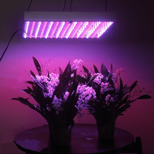 Led Grow Light. Grow Citrus Trees Indoors