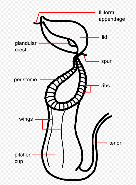 Nepenthes pitcher morphology upper - Nepenthes 