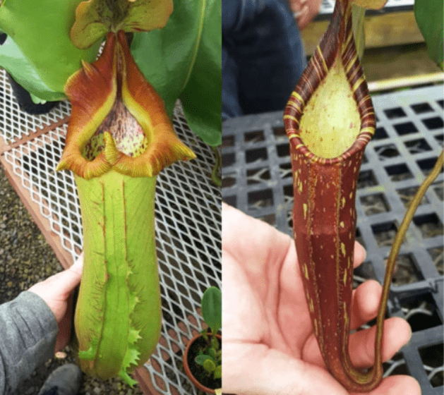 Nepenthes truncata x spectabilis _ Tropical Highla