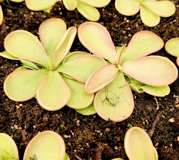 Pinguicula emarginata produce leaves with dark purple coloration around their uniquely cup-shaped leaves.