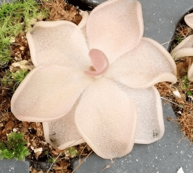 Pinguicula 'Pirouette' is a beautiful butterwort