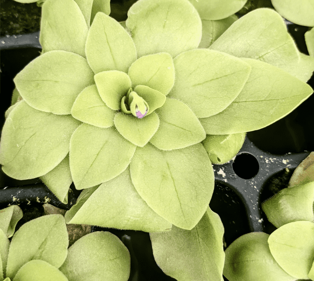 Pinguicula rectifolia _ Predatory Plants Pinguicula rectifolia _ Predatory Plant with purple flower