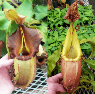 Tropical Pitcher Plant For Sale _ Nepenthes Plant