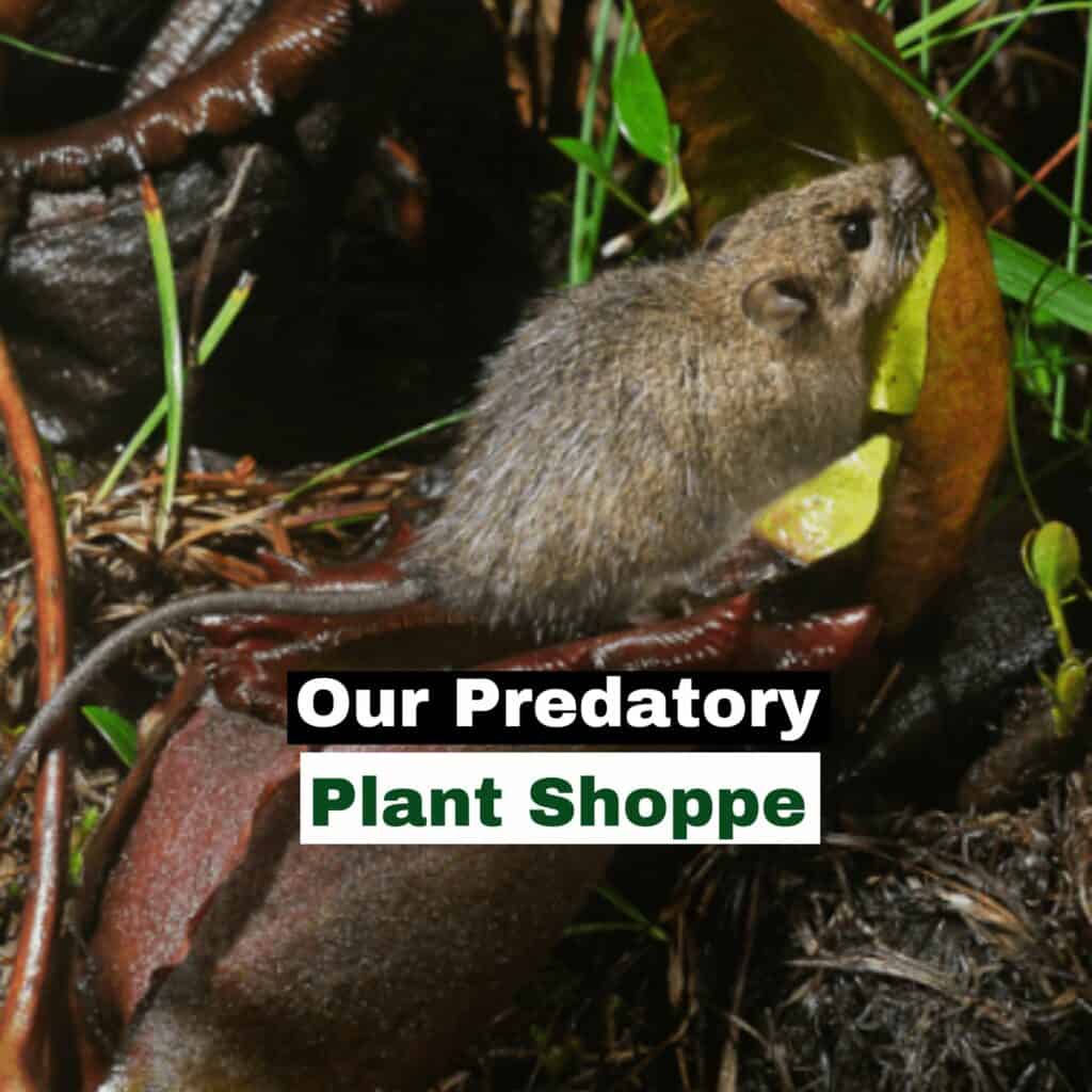 Our Predatory Plant Shoppe