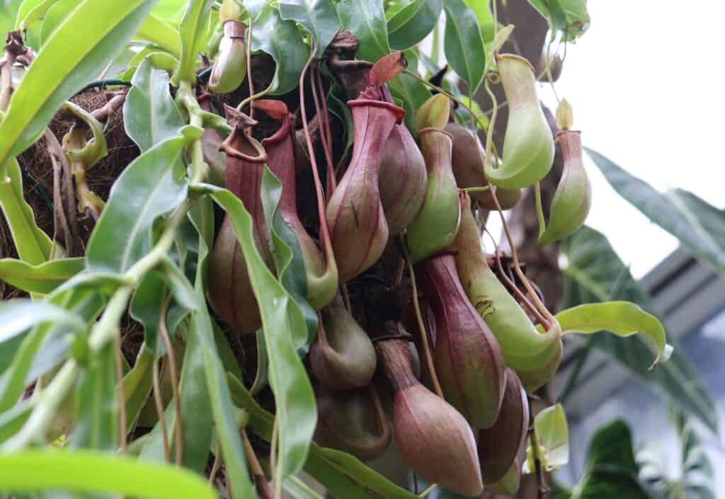 Asian Pitcher Plant