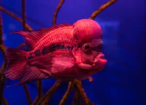 Close-up of exotic fish in the aquarium, the concept of the underwater animal world.