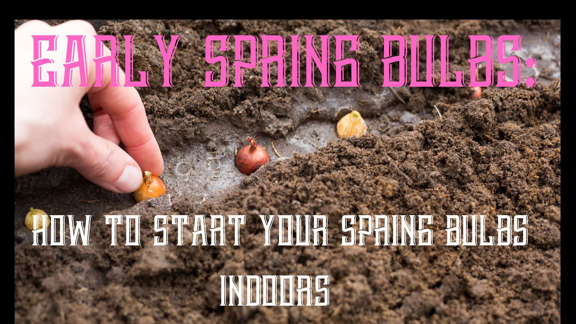 Early Spring Bulbs: How To Start Your Spring Bulbs Indoors