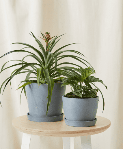 Buy the Truly Unique Kitchen Bundle with two trendy plants