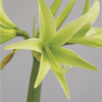 Errly spring bulbs Lily