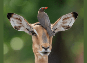 Fawn With Bird On Head- Animals