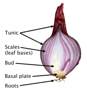 Early spring bulbs- Close-up view of a bulb