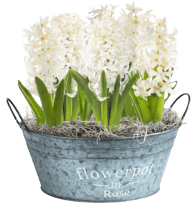 Early spring bulbs- Hyacinths