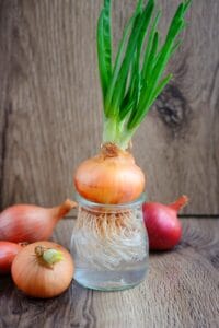  Early spring onion bulb
