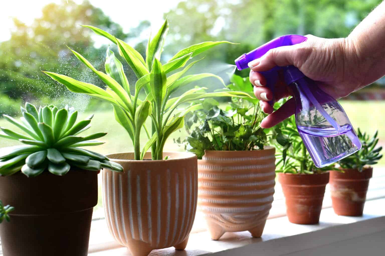 woman-misting-houseplants-on-a-windowsill Raise Humidity