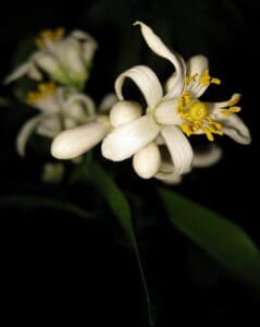 Improved_Meyer_Lemon_Tree-Early_Flower