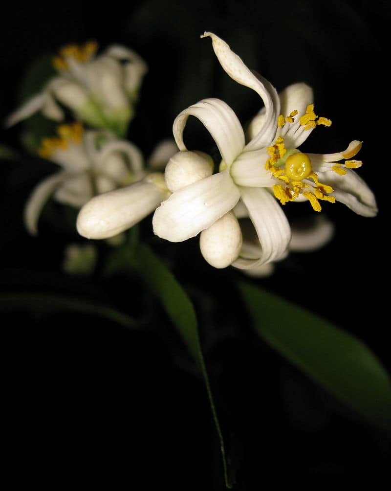 Improved_Meyer_Lemon_Early_Flower Grow Citrus Trees Indoors