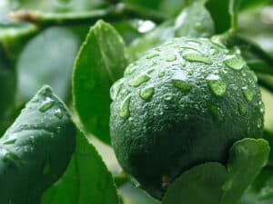 MeyerLemon Green Improved Meyer lemon Tree