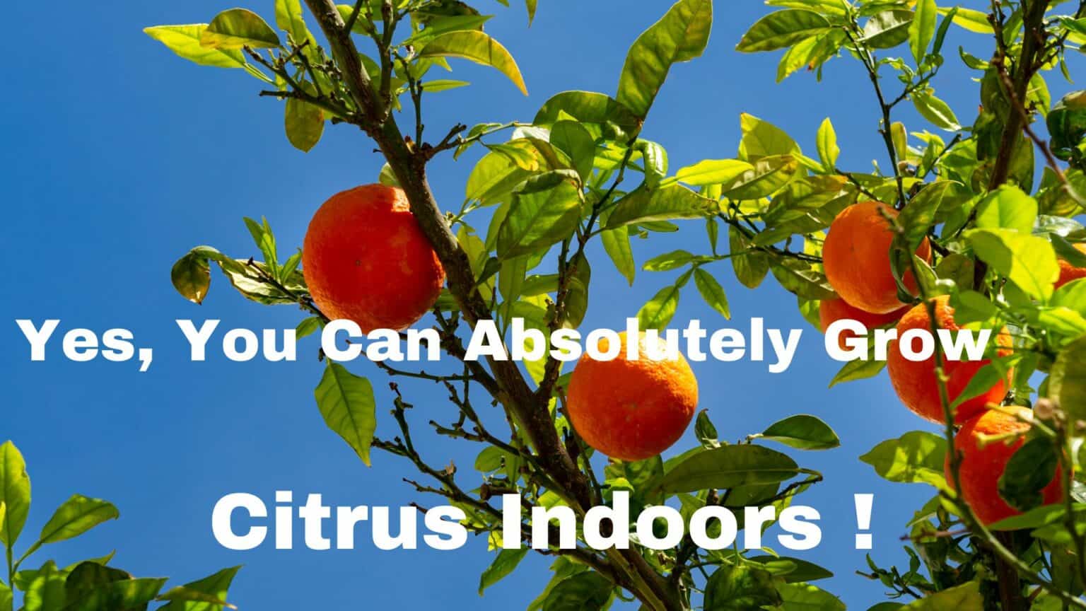 Yes, You Can Absolutely Grow Citrus Indoors