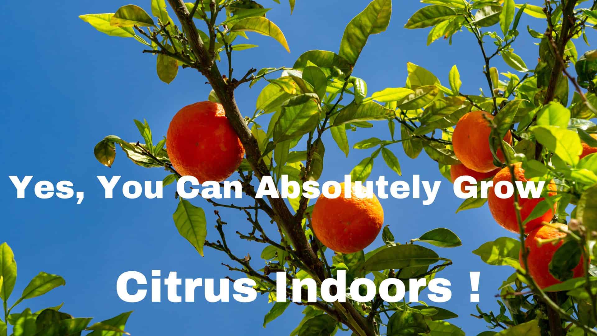Absolutely, You May Grow Citrus Trees Indoors
