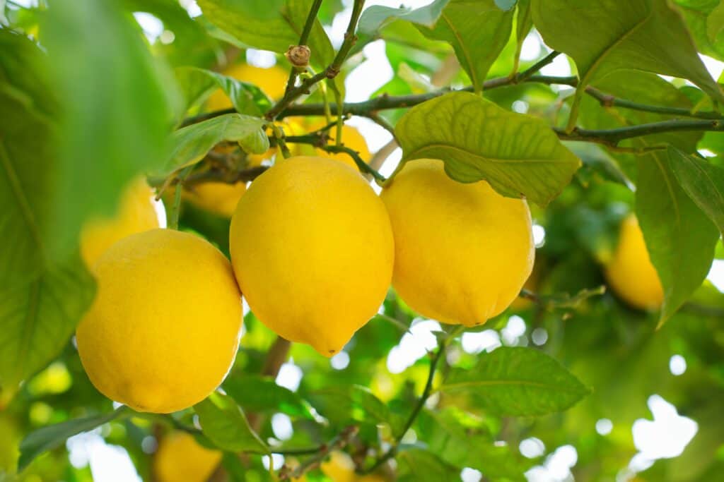 Fresh Lemons On A Lemon Tree. Grow Citrus Trees Indoors