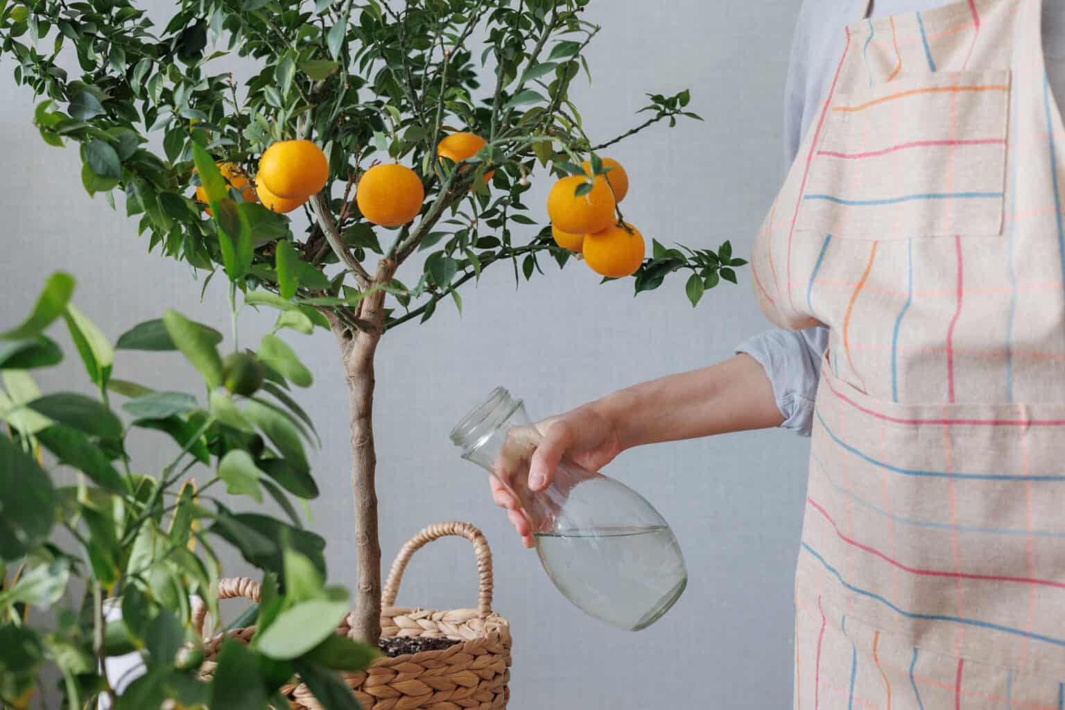 woman waters takes care of orange tree in wicker basket. citrus Grow Citrus Trees Indoors