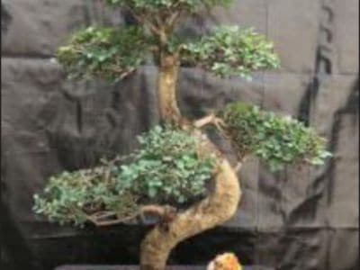 Chinese Elm-Extra Large Curved Trunk