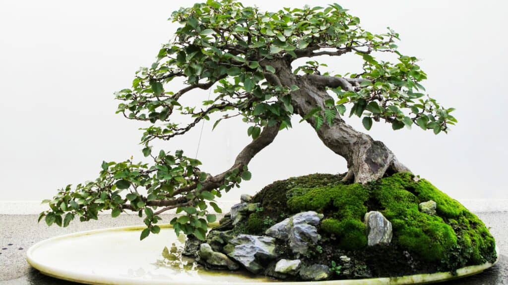 Ginseng Bonsai Tree