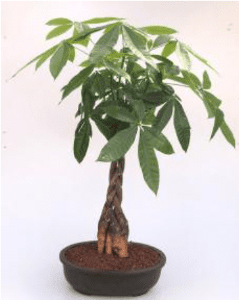 Money Bonsai Tree - Braided 