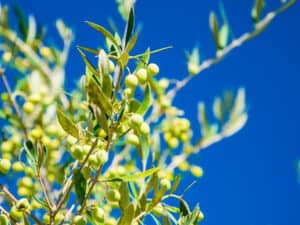 Olive tree on a bright sunny day-Growing Olive Trees