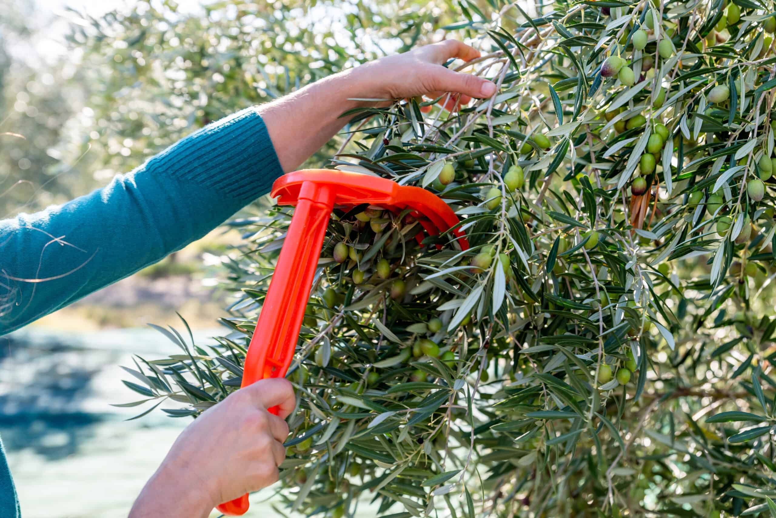 Woman harvesting fresh olives from a tree with rake-Growing Olive Trees