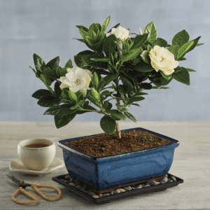 White Gardenia Online Bonsai Shop