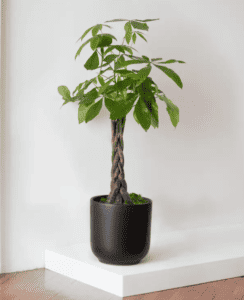 Large Braided Money Tree With Nouvelle Pot, potted Online Bonsai Shop