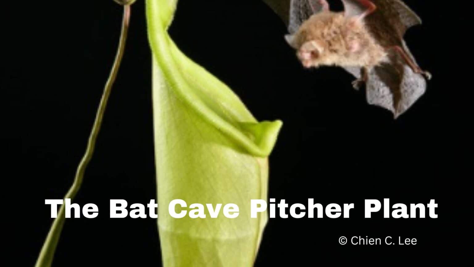 The Bat Cave Pitcher Plant-Exploring Predatory Plants