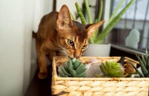 The Benefits Artificial Plants Have-Kitten Sniffing Artificial Succulents