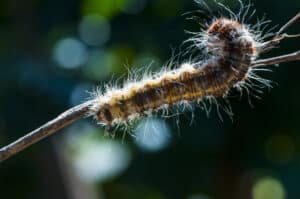 Taking A Closer Look- Caterpillar 