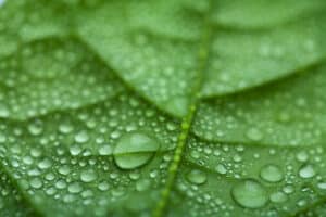 A Closer Look At fresh leaf with water droplets