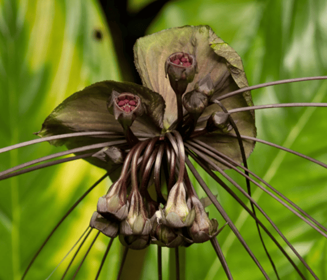 Black Bat Plant Live Plant