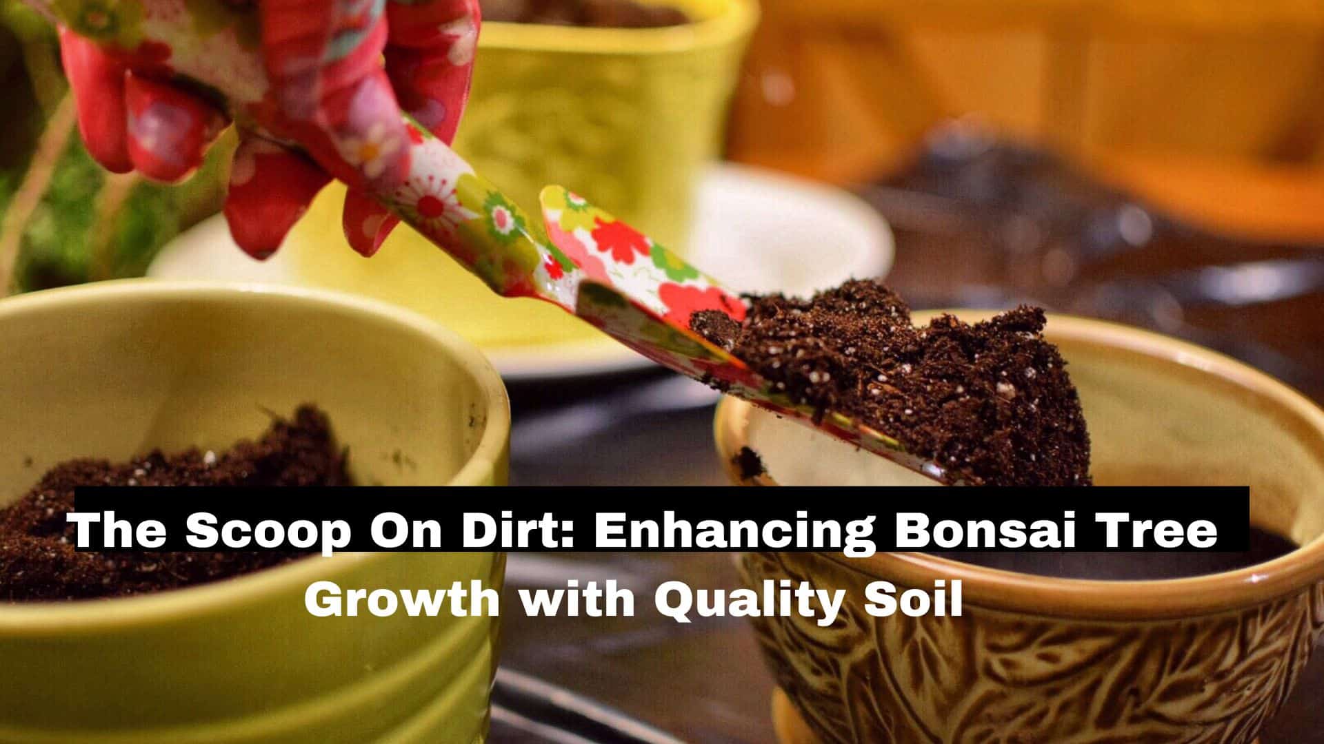 The Scoop On Dirt Enhancing Bonsai Tree Growth with Quality Soil