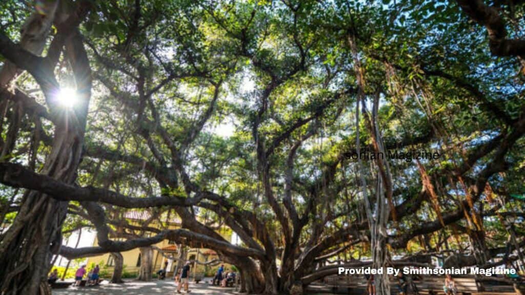 The Hawaiian Banyan Tree- Provided By Smith