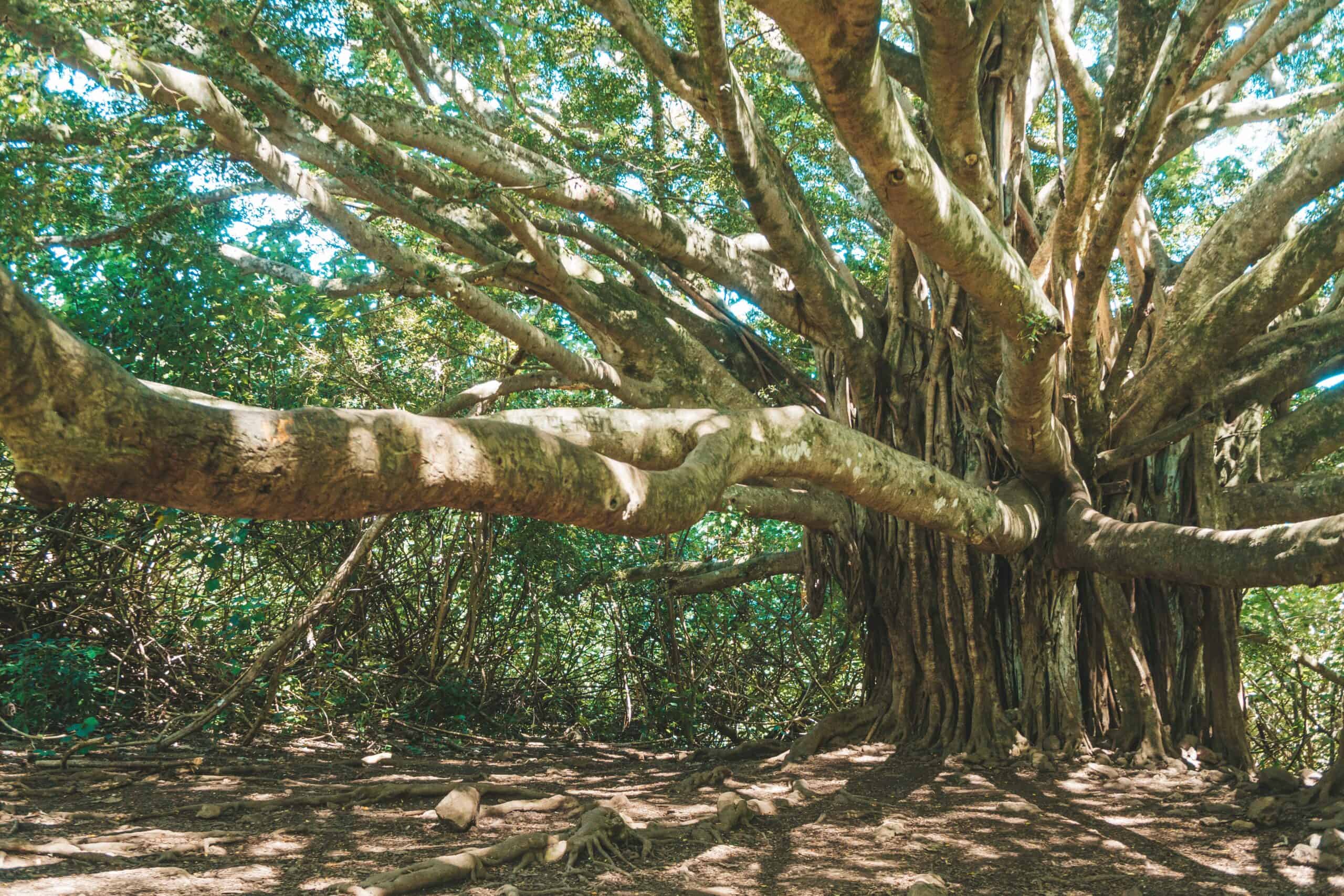 Amazing Banyan Tree in Maui