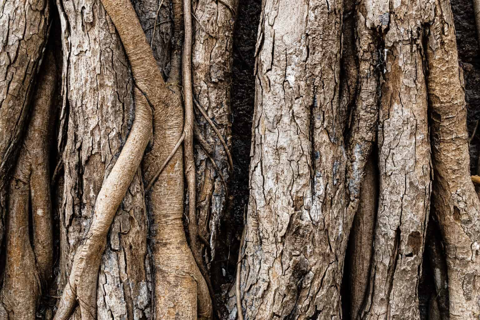 Wooden texture banyan tree. High quality photo. Idea dark wooden background for you design