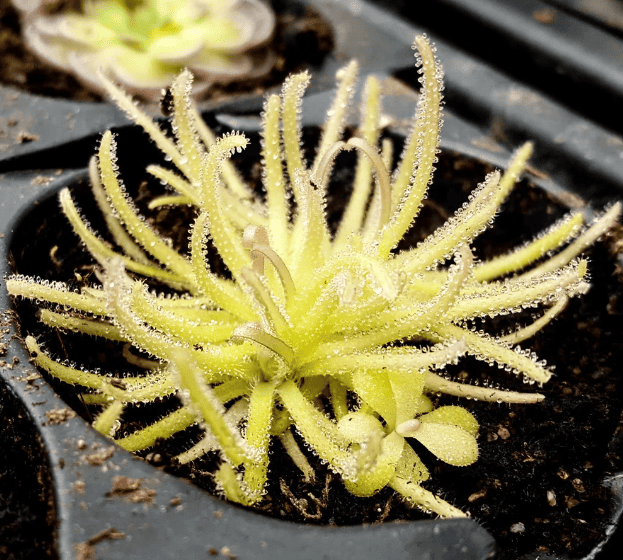 Pinguicula gypsicola