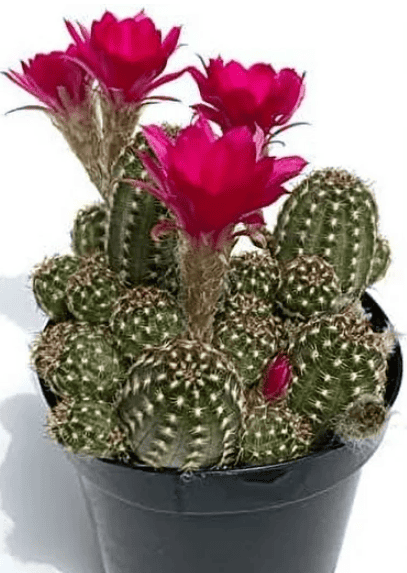 Emarald Idol- Rose Quartz Cactus Chamaelobivia Potted C